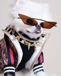 dripydog